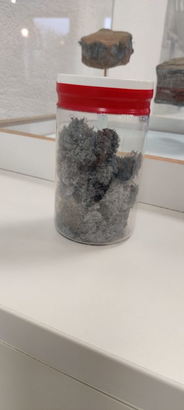 Fibras de asbestos en bote